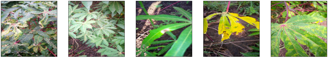 Cassava leaf samples